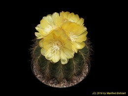 Notocactus magnificus 3314